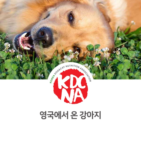  [반려동물 정보 뉴스] 영국이 고향인 대형견 강아지_14