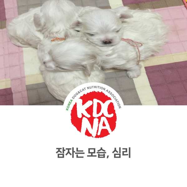  [반려동물 영양 전문가 양성 교육] 강아지 자는 모습에 따른 심리 상태_39
