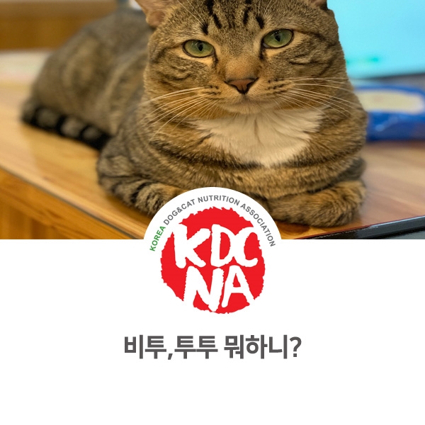 [반려동물 영양 전문 수제간식 창업] 망고네펫푸드 고양이와의 만남_39