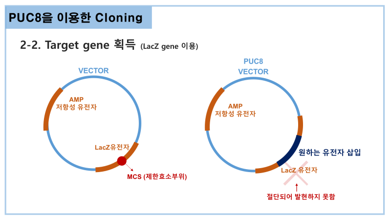 [유전공학] 클로닝(Cloning)1, 어렵지 않게 배우기:) : 네이버 블로그