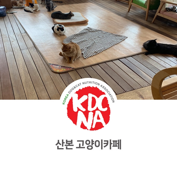 [반려동물 영양 전문 자격 교육] 산본 고양이 카페 방문기_40