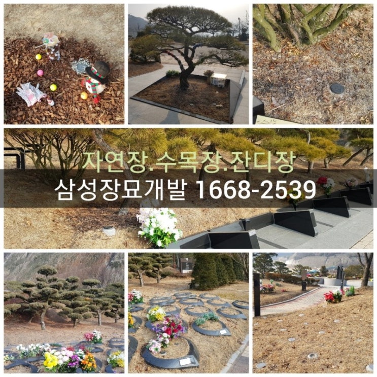  영월 산소개장 비용