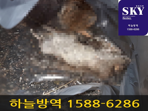  안양 쥐 퇴치 및 쥐 퇴치법, 잘잡는곳은 여기가 제일이네요~^^