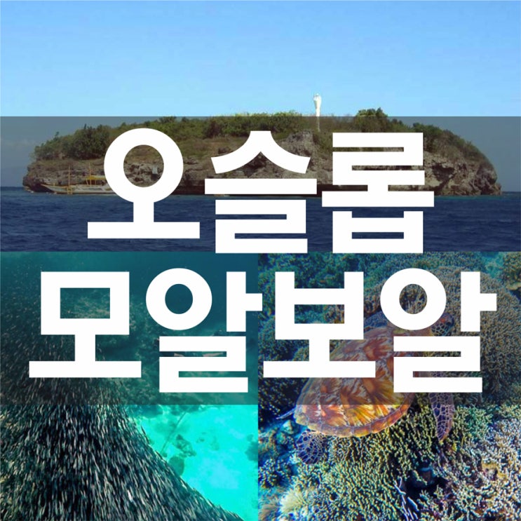  오슬롭)고래상어+투말록폭포+모알보알호핑..어디에도 없는 세부남부투어의 최고봉! 오슬롭모알보알 투어!