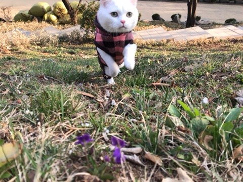 봄꽃  - 사육신묘 봄 맞으러 간 산책고양이 꼬비