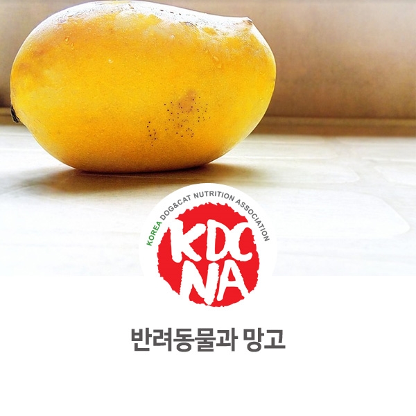  [강아지 고양이 영양 정보] 반려동물도 망고를 먹을 수 있나요?_78