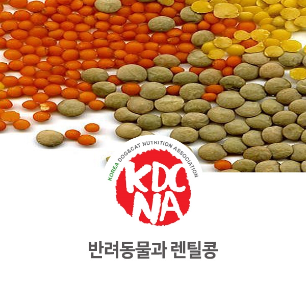  [강아지 고양이 영양 정보] 반려동물 펫푸드 식재료 렌틸콩 기능_76