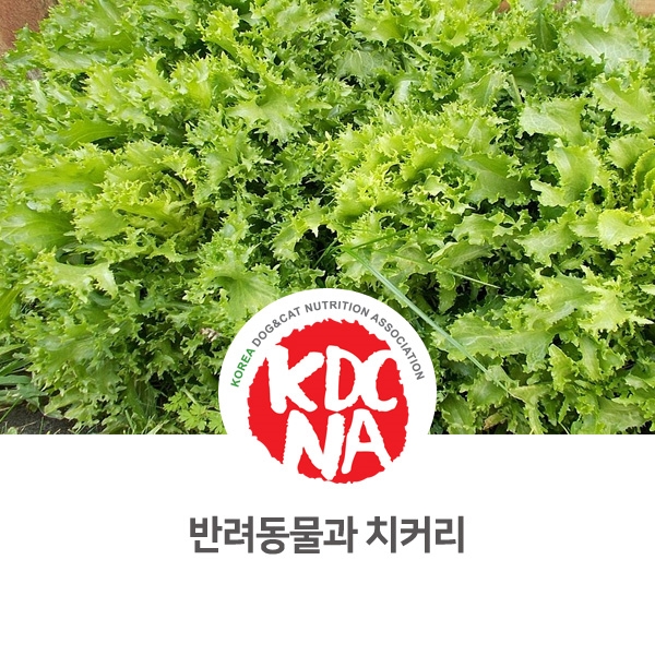  [강아지 고양이 영양 정보] 반려동물 식재료 치커리 먹어도 되나요?_82
