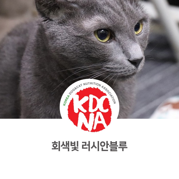 [반려동물 정보 뉴스] 러시안블루 고양이 특징 알아보기_15