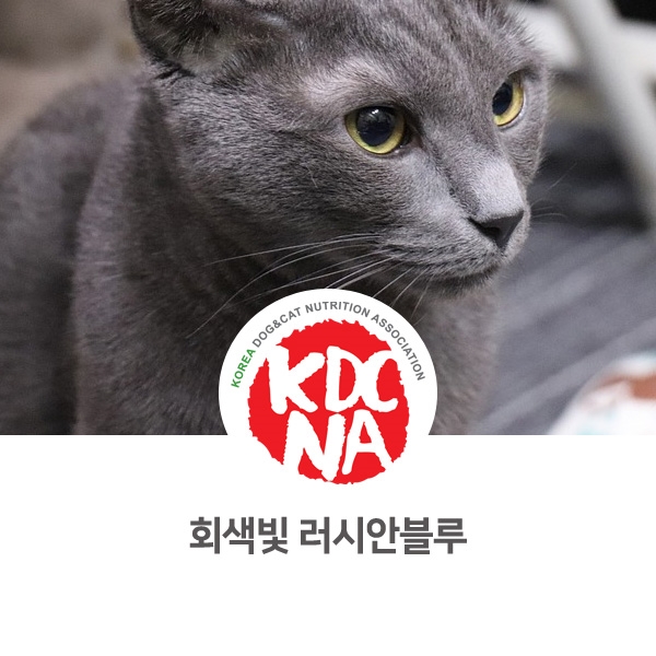  [반려동물 정보 뉴스] 러시안블루 고양이 특징 알아보기_15