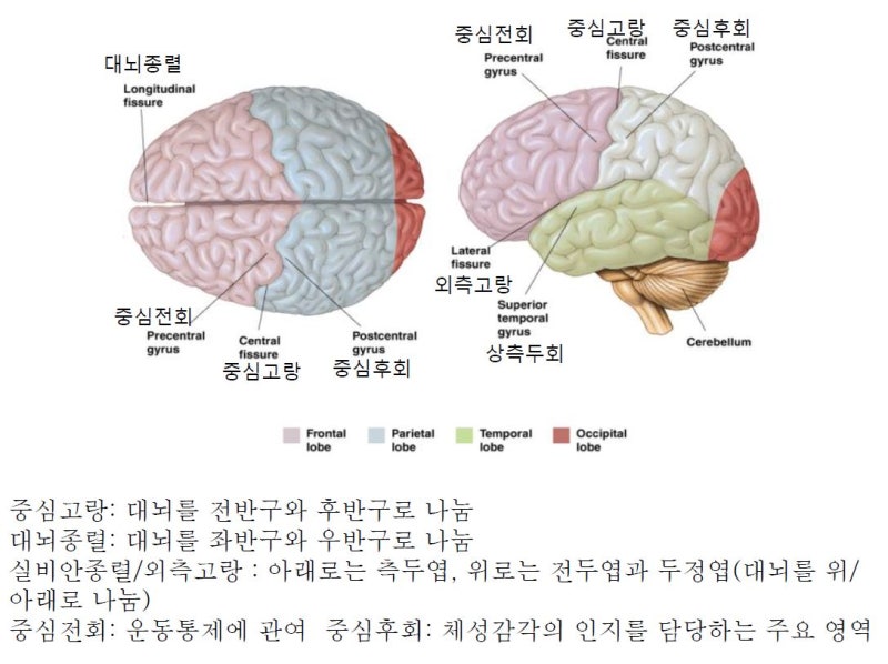 대뇌(대뇌피질)의 기능 및 구조 : 네이버 블로그