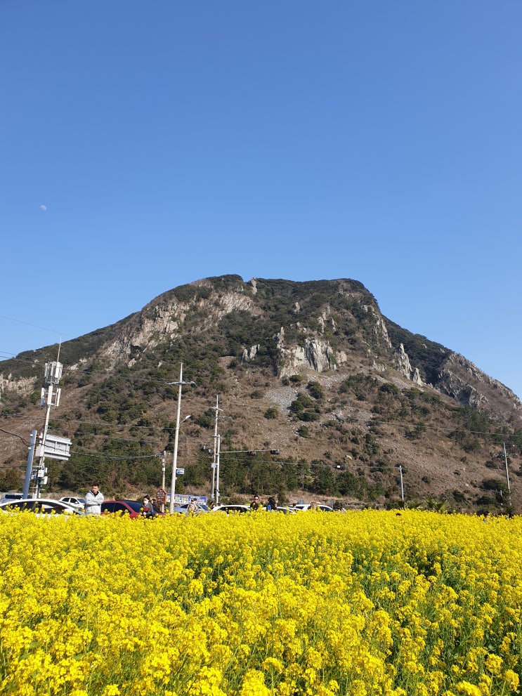 [부모님과 제주도 여행] 1일차 (빌리카, 구엄리 돌염전, 애월 카페 봄날, 산방산 유채꽃밭, 산방굴사, 서문시장 정육식당, 동문시장 기념품, 제주리조트)