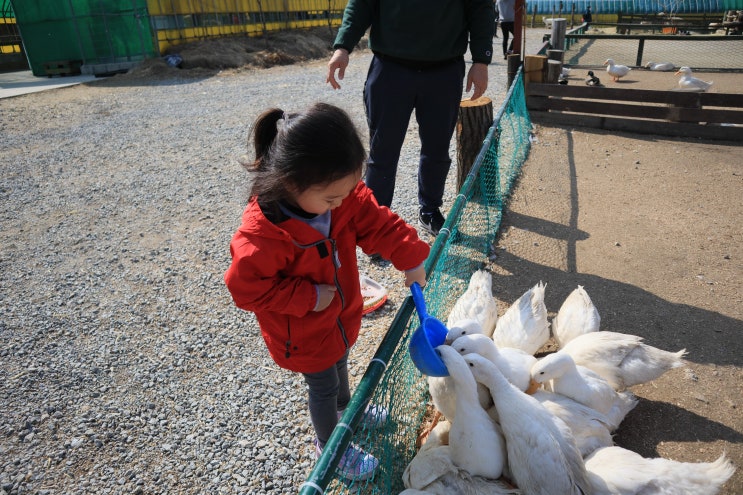 강릉여행 :: 대관령 아기동물농장 입장료, 할인 등