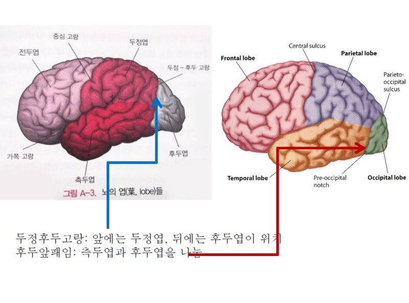 대뇌(대뇌피질)의 기능 및 구조 : 네이버 블로그