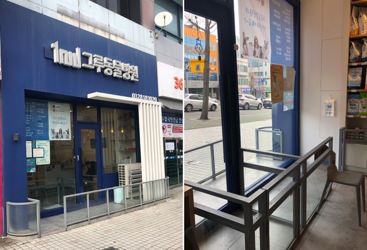  연수구 동물병원, '그루 동물병원' 다녀왔어요