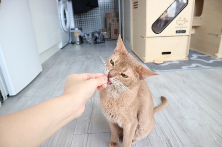  고양이 간식, 이나바 캣푸드 야끼믹스 가다랑어포, 조개, 오징어맛 inaba petfood (폴리파크)