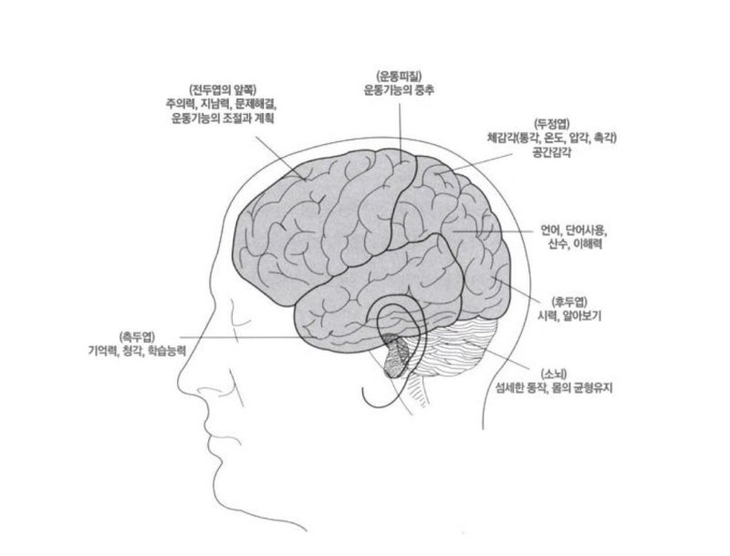 대뇌(대뇌피질)의 기능 및 구조 : 네이버 블로그