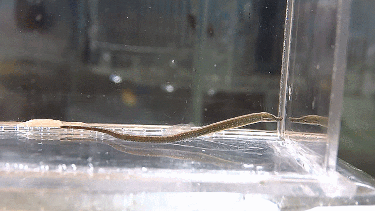 2-1 Hippichthys penicillus ガンテンイシヨウジ 간텐이시요우지 / 실고기과 ( Family Syngnathidae ) 의 1종