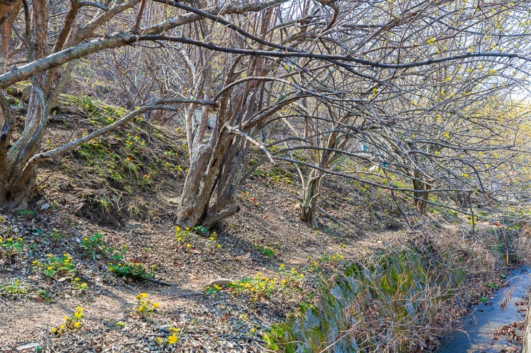  알싸한 노오란 빛 가득, 현천마을(2019.03.16.)