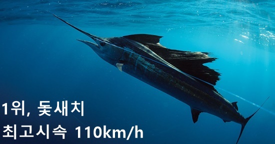  돛새치,세상에서 가장 빠른 물고기