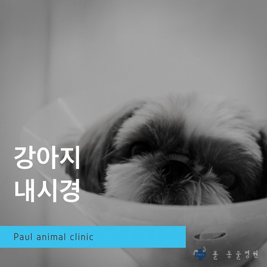 강아지 내시경(이물질 제거) & 성남 분당 24시 폴 동물병원(정자동)