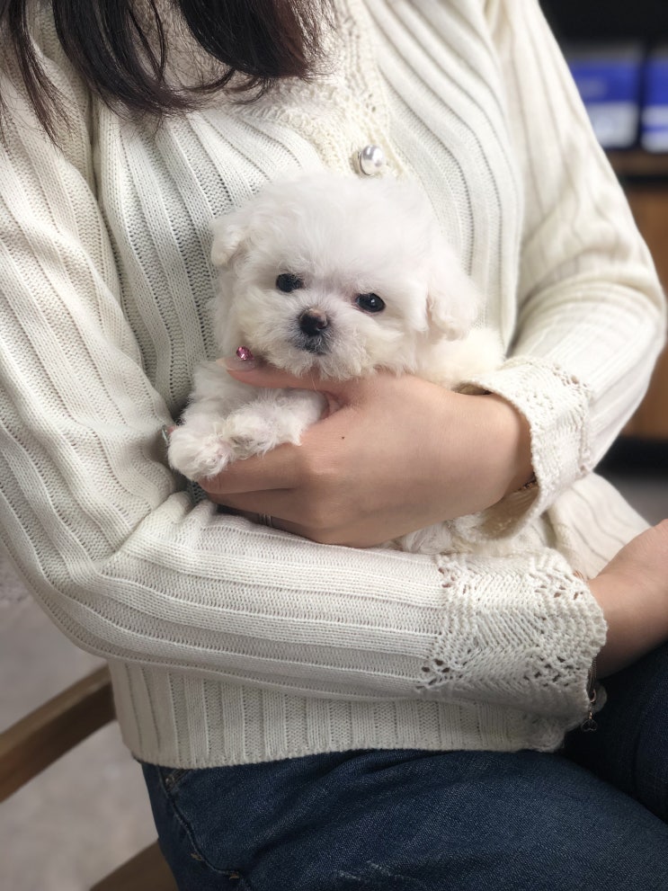  중랑구 강아지분양 올바르게 하기!