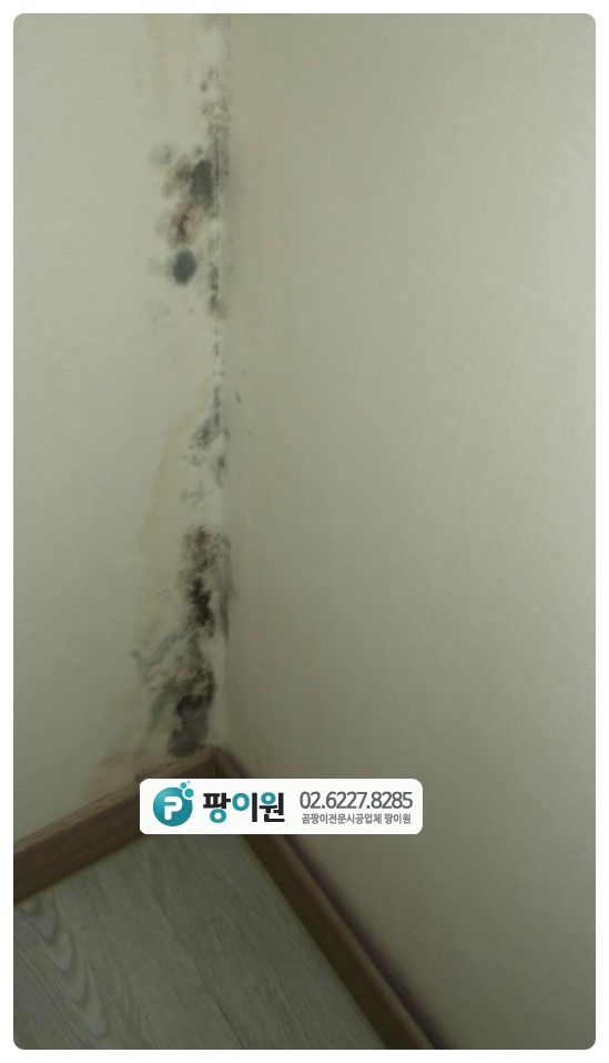  벽지 곰팡이제거? 원인은 무엇일까?