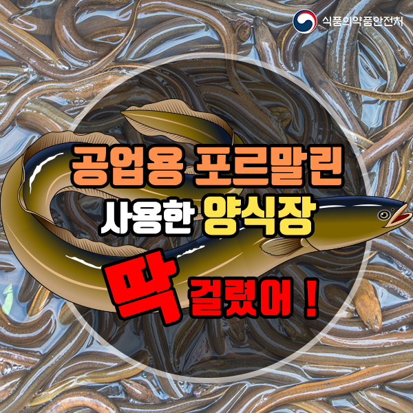 뱀장어 양식장, 공업용 포르말린 사용 여부 점검한다!