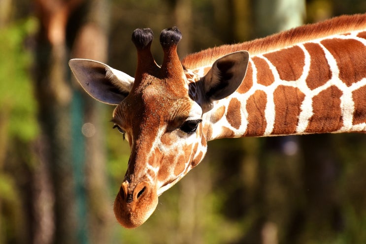 (Surabaya Zoo) 가족여행으로 추천할 만한 수라바야 동물원 (2천원의 즐거움)