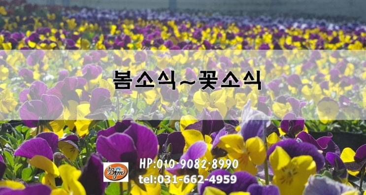  봄꽃 매장 남사 화훼 단지 소식