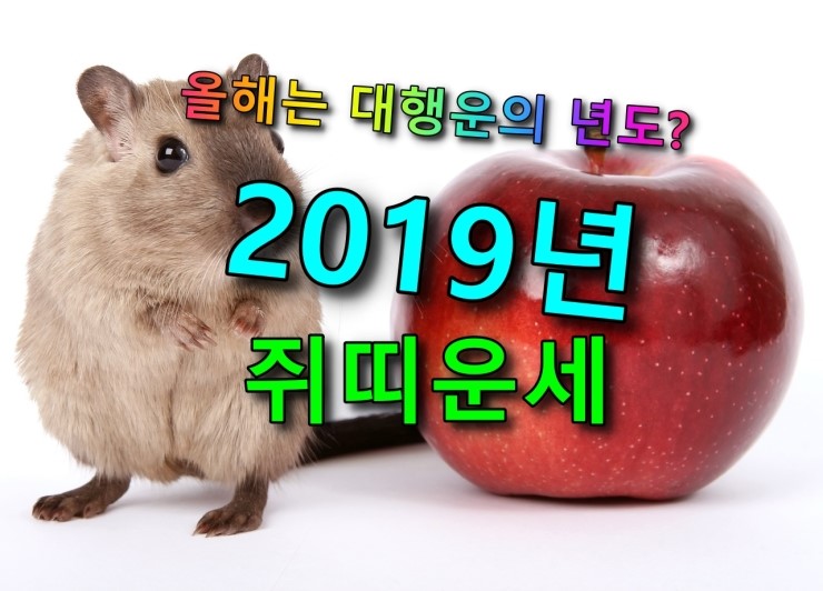 [운세]2019년 쥐띠 운세.