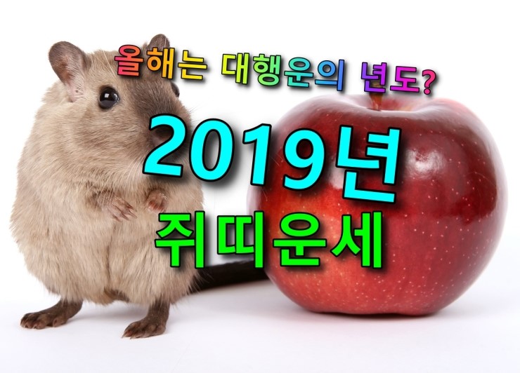  [운세]2019년 쥐띠 운세.