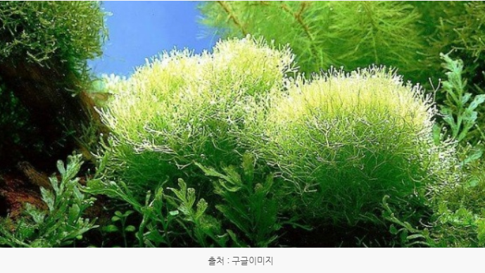  아이허브 추천제품 - 스피루리나(스피룰리나,Spirulina) - 고단백질, 혈당조절에 도움을