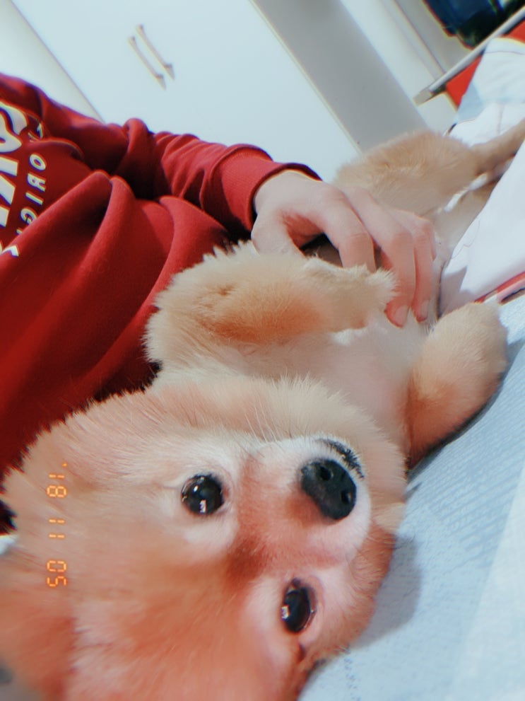  우리 집 땡구를 소개합니다 :)
