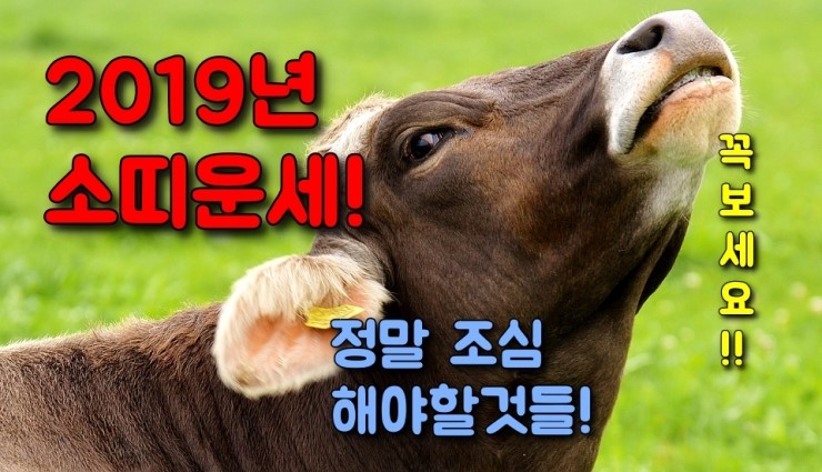  [운세]2019년 소띠운세, 연간 운세, 월별운세