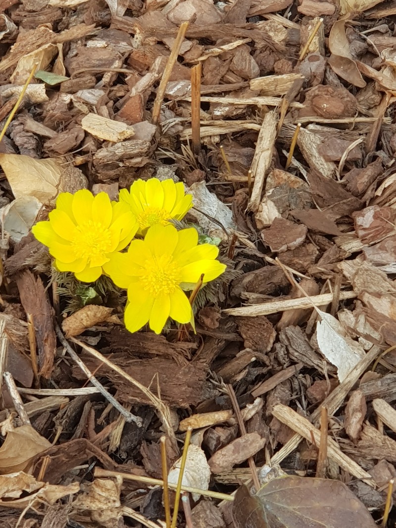 꽃페라의 셀프홈가드닝(58)-봄꽃종류,봄꽃구매방법 : 네이버 블로그