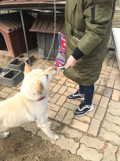 멍멍이 영양제도 챙겨주는 부인님. 멍멍이 영양제도 챙겨주는 부인님.