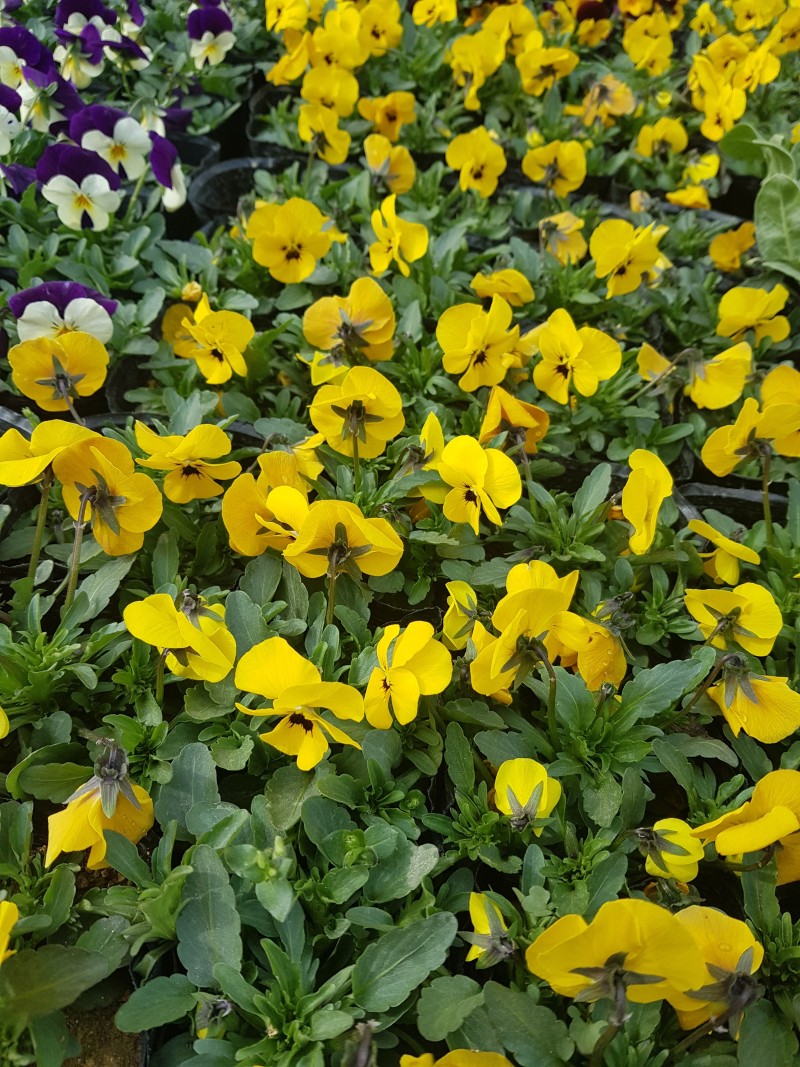 꽃페라의 셀프홈가드닝(58)-봄꽃종류,봄꽃구매방법 : 네이버 블로그