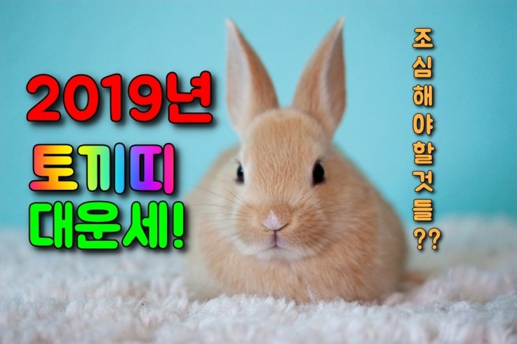 [운세]2019년 토끼띠 년간운세, 월간운세 입니다.