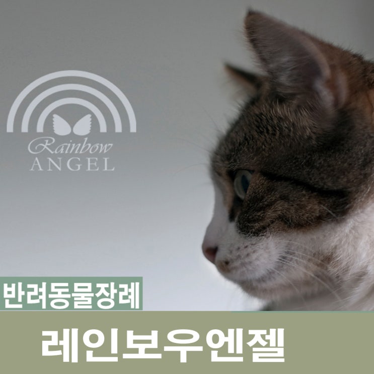  고양이장례업체[레인보우엔젤] 고양이를 키울 때 좋은 점들은 무엇이 있을까?고양이의 장점!