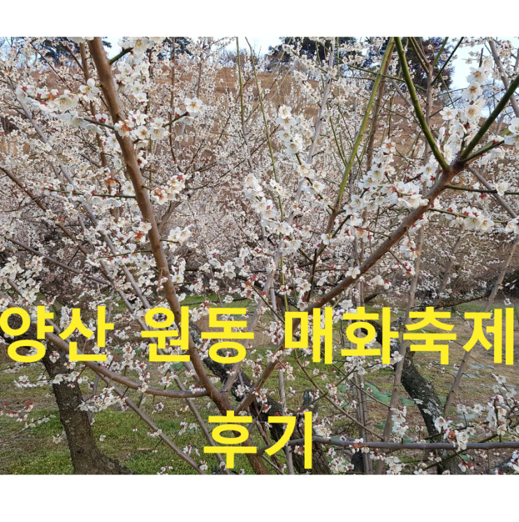  양산 원동매화축제 매화 어딨어ㅠ?