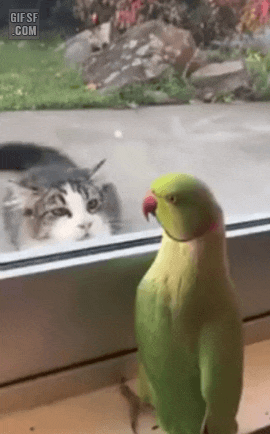 고양이랑 놀아주는 앵무새