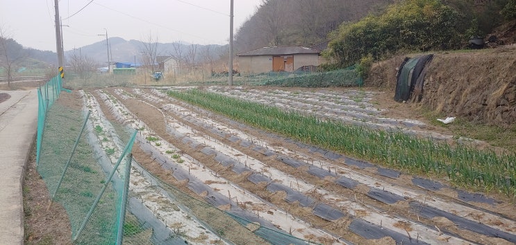  창녕땅매매