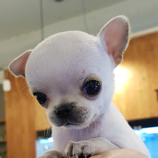  간석동강아지분양은 아이러브독 인천점에서~~!!
