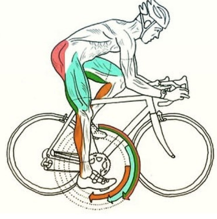 자전거 사이즈 - 자전거도 옷이나 신발처럼 몸에 맞는 크기를 타셔야 안전해요!