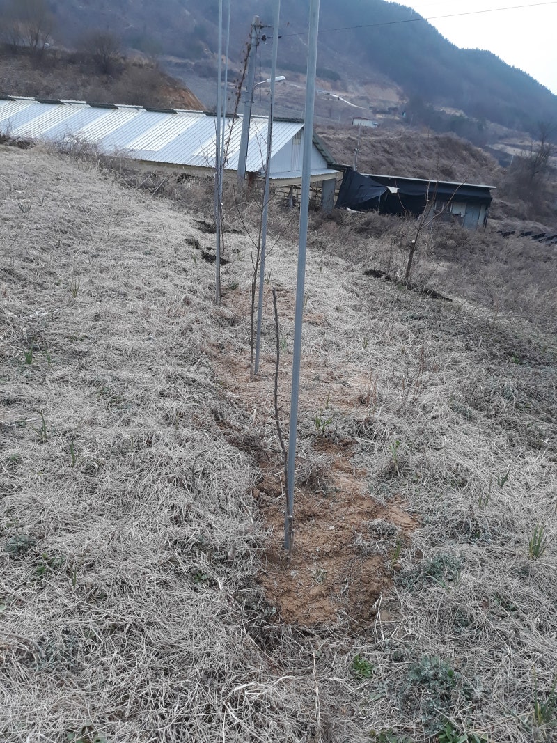 하니포도원  친환경포도 사과대추나무심기 미니사과나무심기