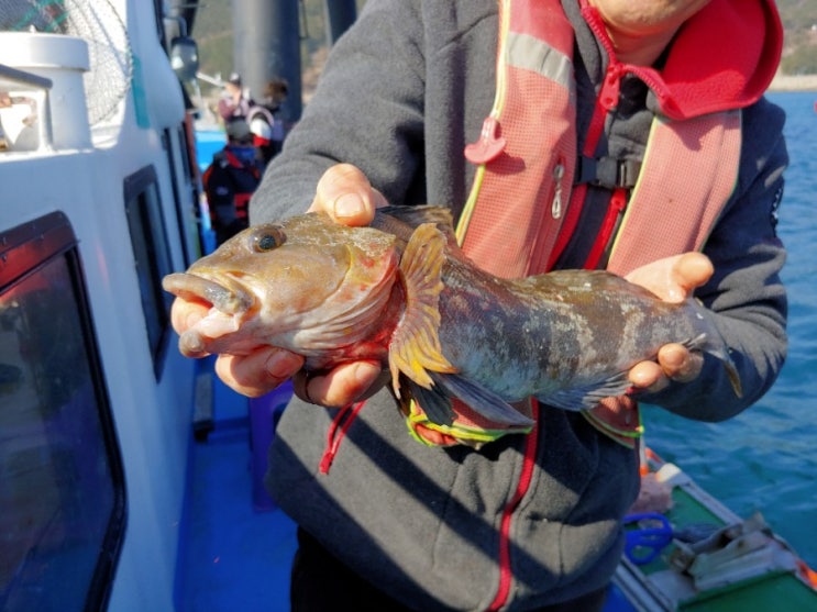  거제도 여행중 거제 선상체험낚시 선상낚시체험 아이러브거제에서 60cm 이상되는 월척을 잡았습니다. 놀래미 대물 이런 느낌 처음이에요.