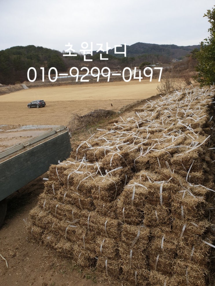  전국잔디 파는곳과 잔디알아보기 - 오늘도 비