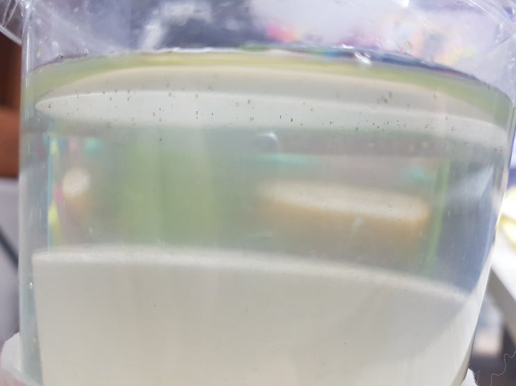  씨몽키와 모스볼