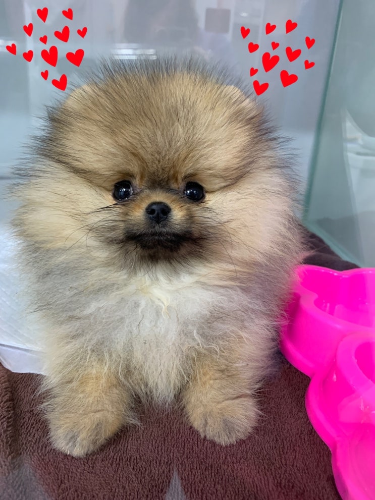  [산내동물병원] 파주운정동물병원 / 강아지코로나바이러스 / 강아지 전염병 / 강아지입원일기